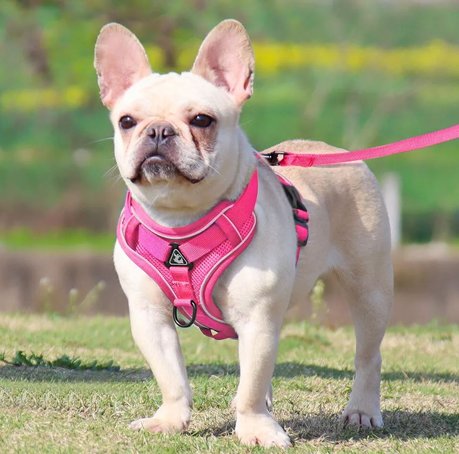 Arnés para perro