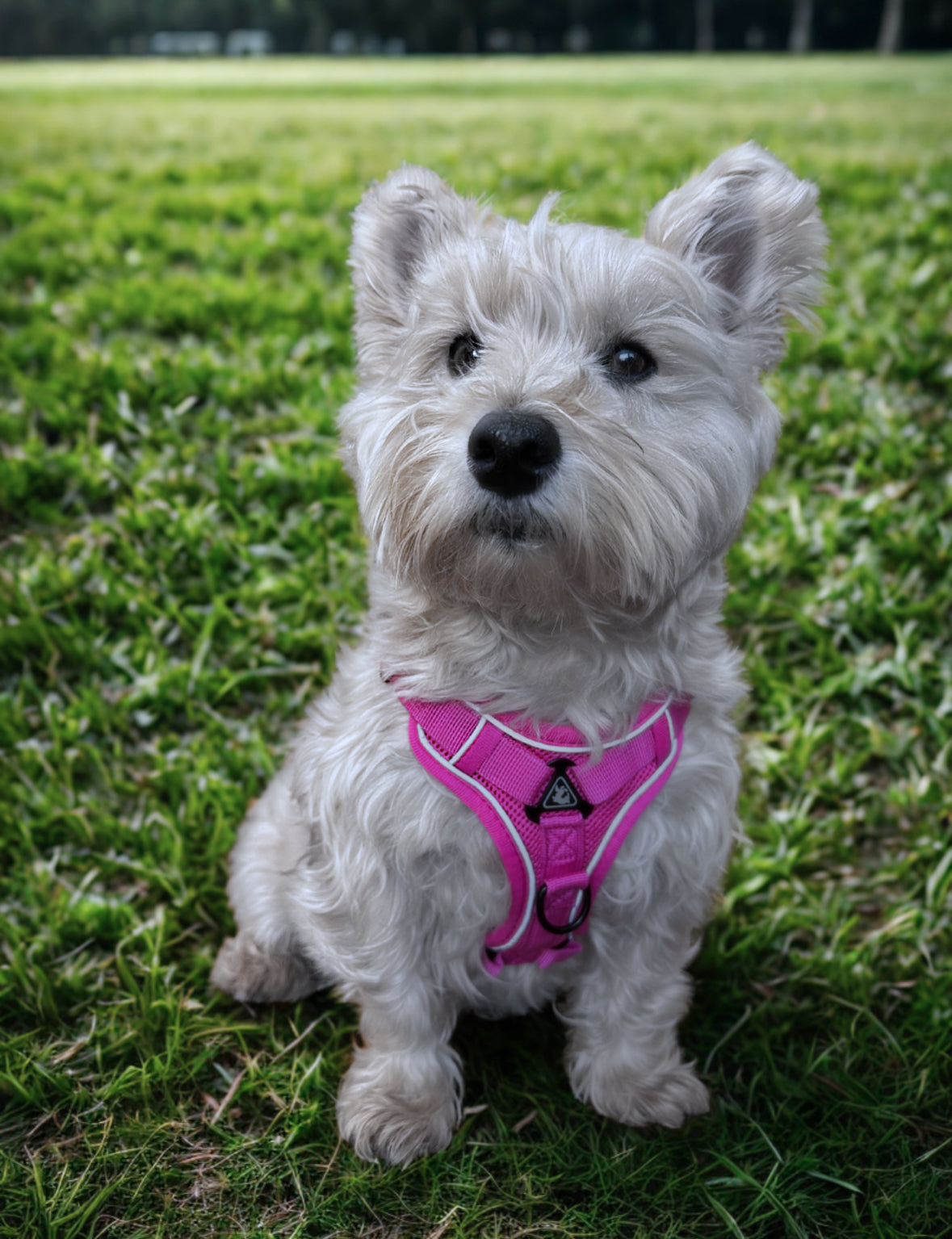 Arnés para perro rosado