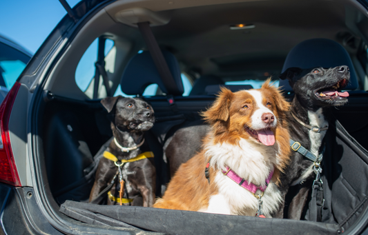 viajar en auto con perros