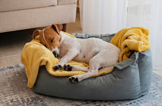 cama para perro