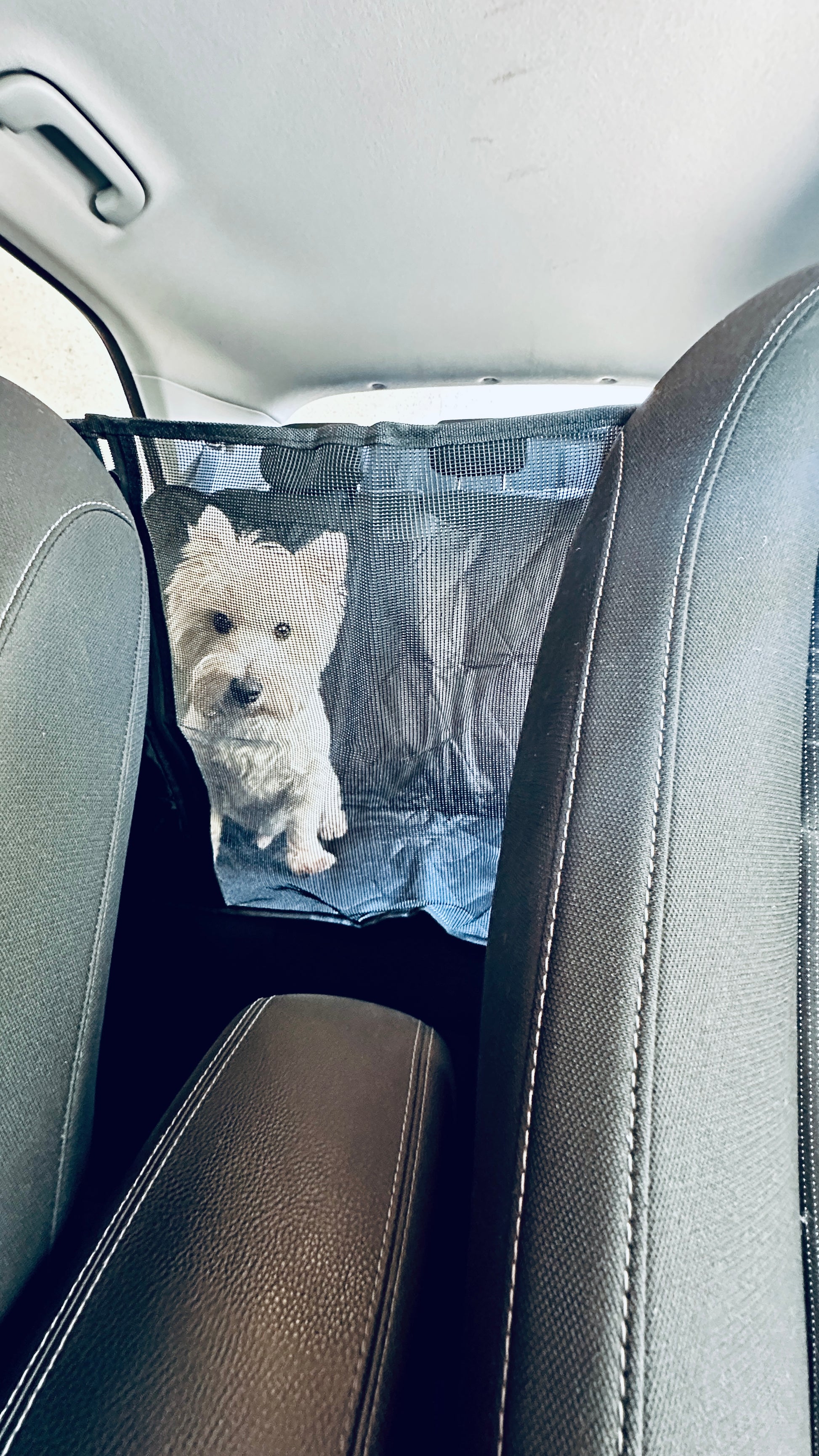 Cubre asiento de autos para mascotas