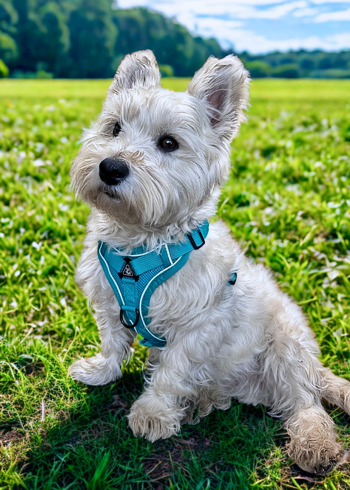Arnés para perro calypso turquesa 