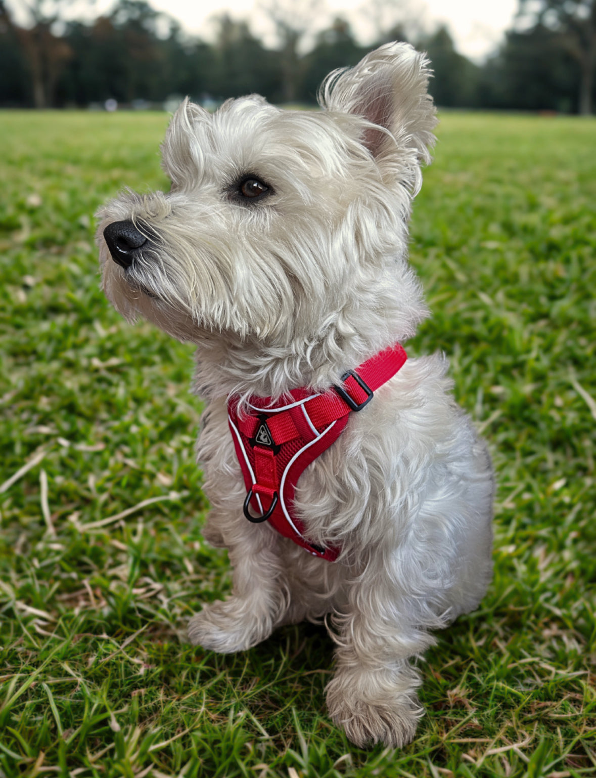 Arnés para perro rojo