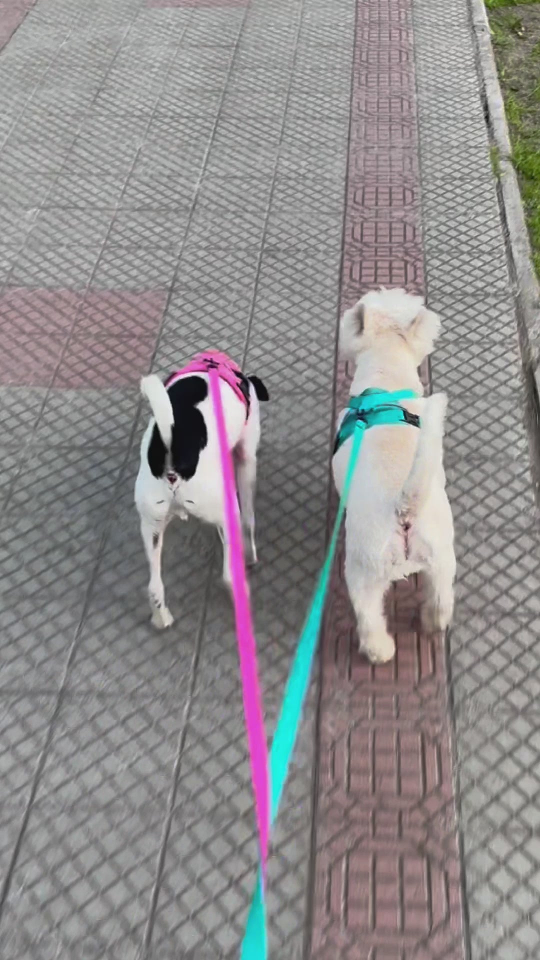 Arnés para perro